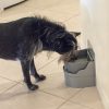 Side View of dog drinking from Perpetual Well Automatic Water Bowl
