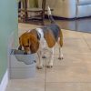 Side View of dog drinking from Perpetual Well Automatic Water Bowl