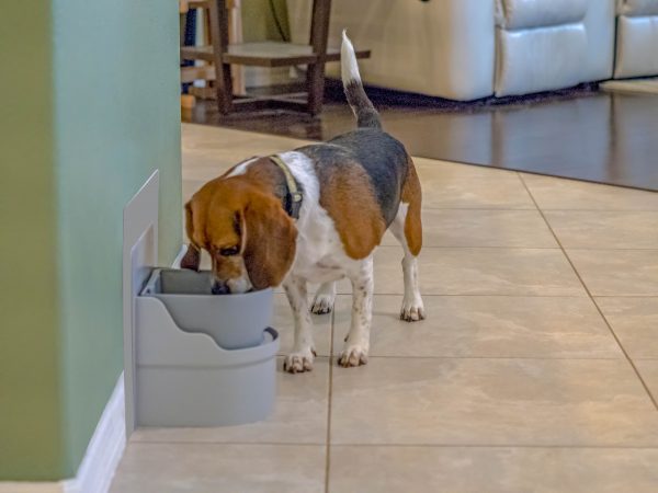 Side View of dog drinking from Perpetual Well Automatic Water Bowl