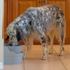 automatic dog water bowl