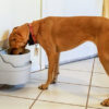 automatic water bowl