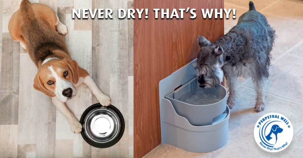 automatic water bowl