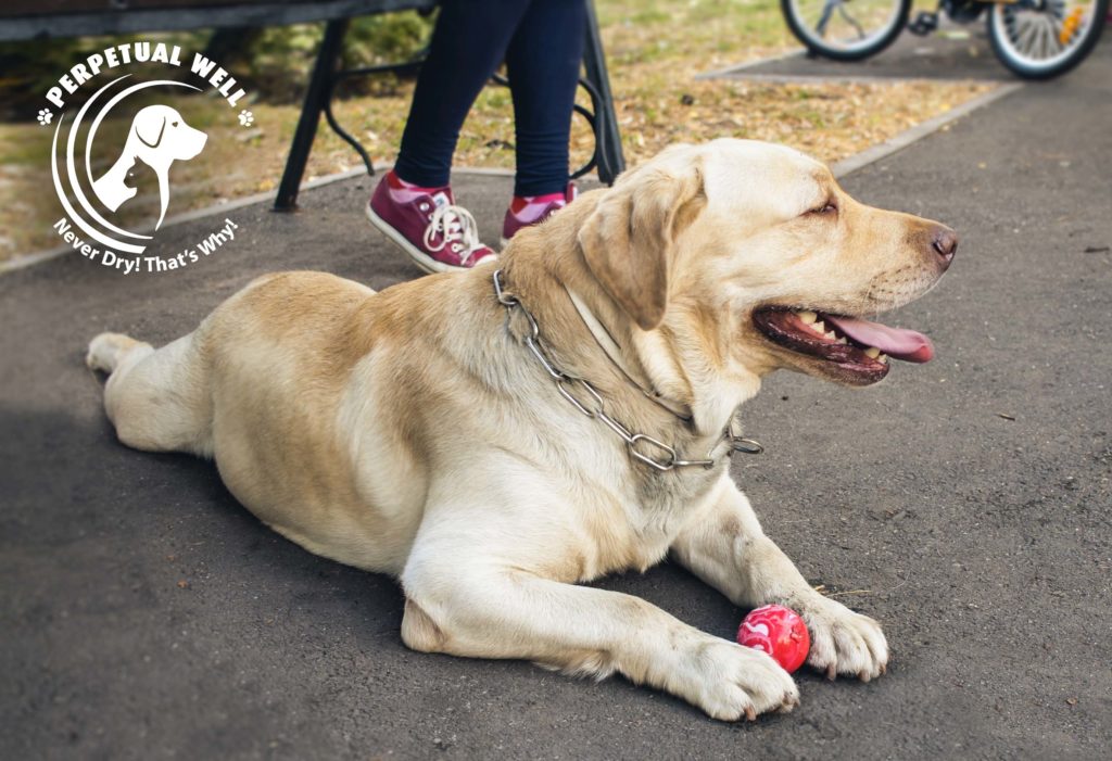 Picture of dog yellow lab. Things You Could Be Doing To Shorten Your Dog's Life!