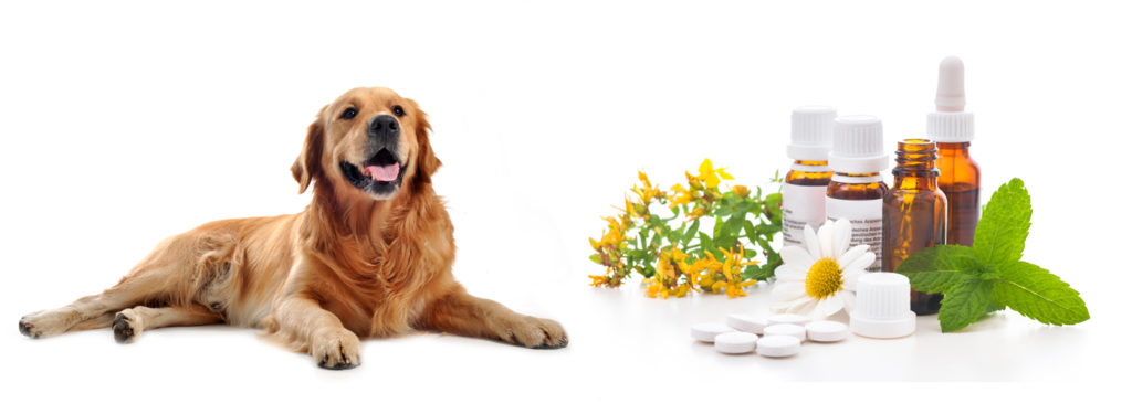 Perpetual Well Vitamins and your Dog 1024x366 Vitamins, Supplements, Your Dog, And You automatic dog waterer    Image of Vitamins and your Dog 1024x366