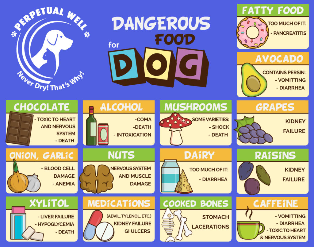 Toxic foods for outlet dogs