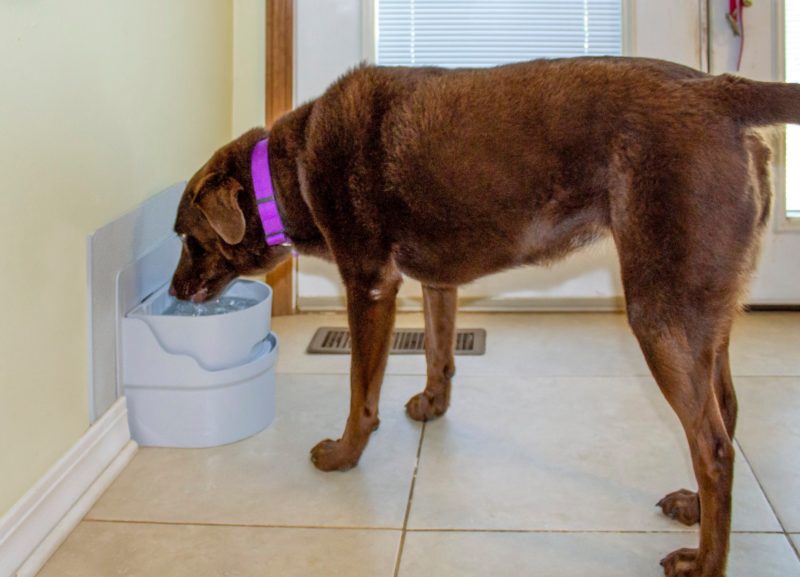 Sneaky Ways to Increase Your Dog's Water Intake - Perpetual Well