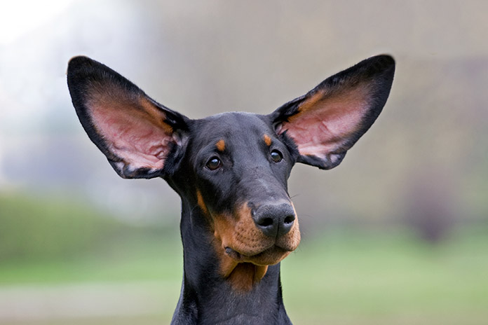 How to Keep Your Dog's Ears Clean and Healthy