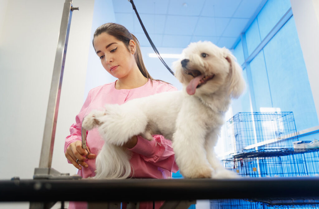 Tips for Keeping Your Dog Calm at the Groomer