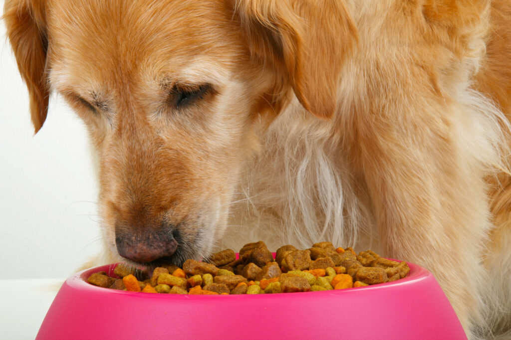 is wet or dry food best for dogs