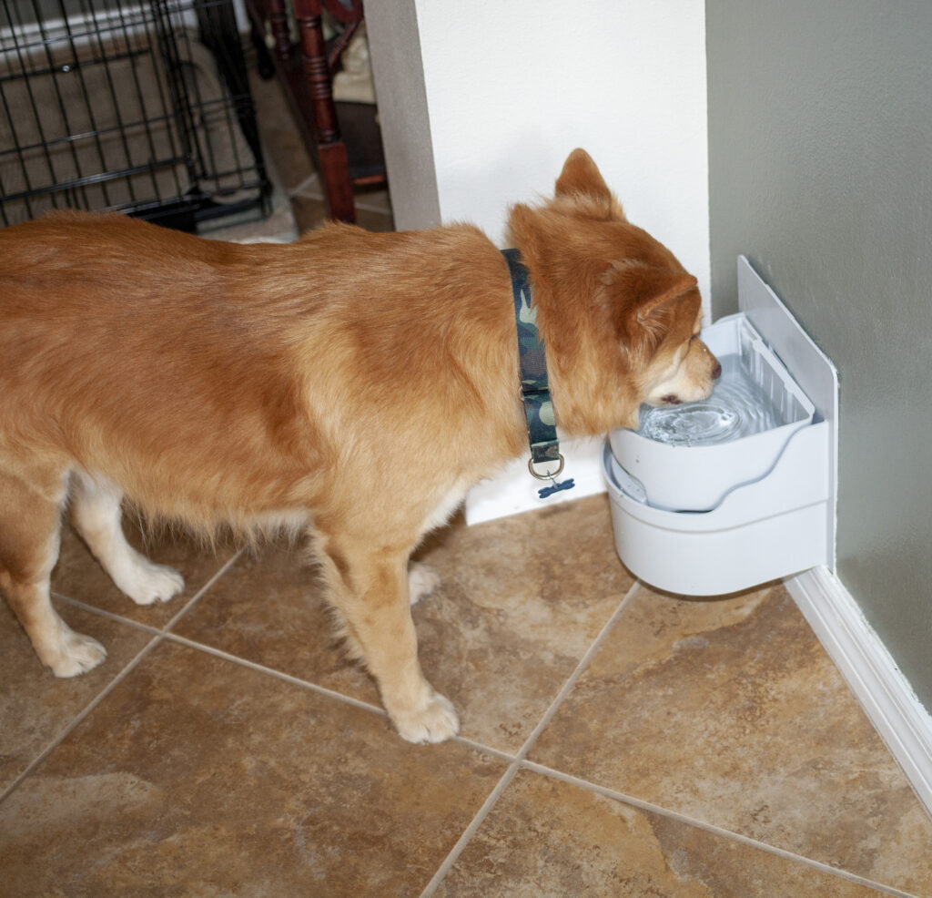 F5 Signs Your Pet Isn’t Drinking Enough Water