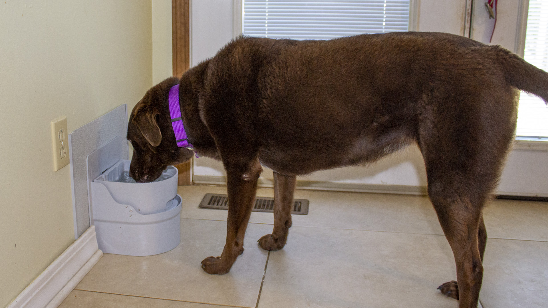 Perpetual Well Automatic Water Bowl - Perpetual Well