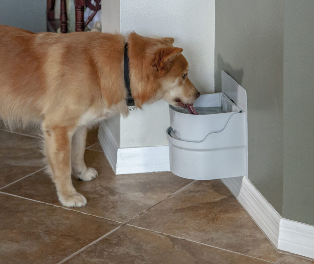 How to Keep Your Pets Hydrated