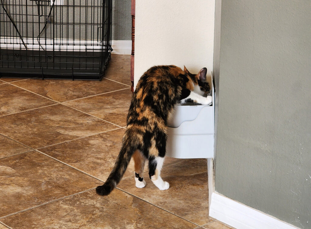 Cat drinking from perpetual well